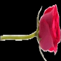 member-img